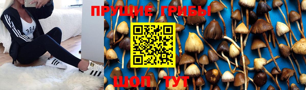 Галлюциногенные грибы Cubensis  Вход с VPN  Кострома  Псилоцибиновые грибы мухоморы 